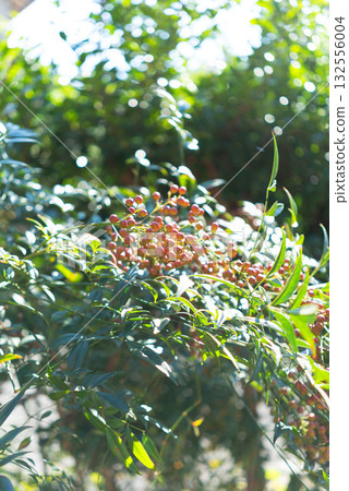 Red berries of nandina shining in the winter sunshine 132556004