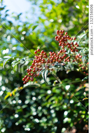 Red berries of nandina shining in the winter sunshine Red berries of nandina shining in the winter sunshine 132556006