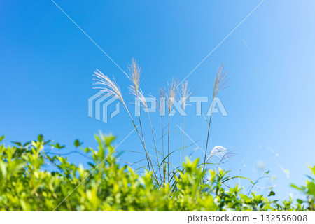 Autumn silver grass swaying in the blue sky 132556008