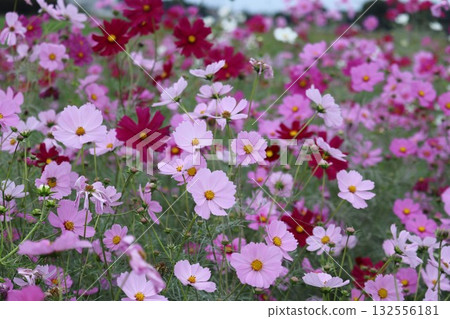 Landscape with cosmos - A peaceful autumn flower field Landscape with cosmos - A peaceful autumn flower field 132556181