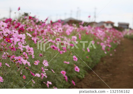 Landscape with cosmos - A peaceful autumn flower field Landscape with cosmos - A peaceful autumn flower field 132556182