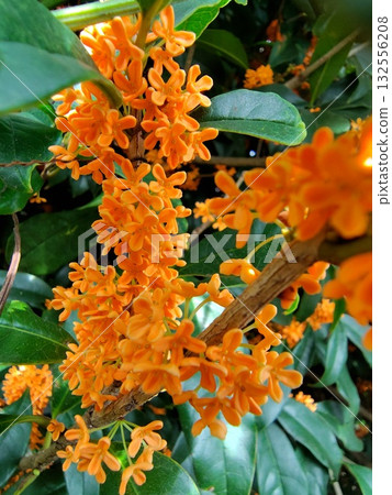 充滿活力的桂花 充滿活力的桂花 132556208