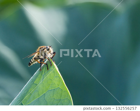 Horsefly perched on a leaf 132556257