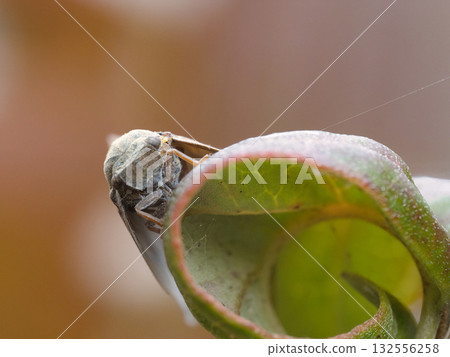 一隻飛蠅停在一片葉子上 132556258