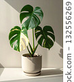 A monstera plant in a minimalist pot 132556269