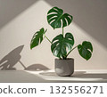 A monstera plant in a minimalist pot 132556271
