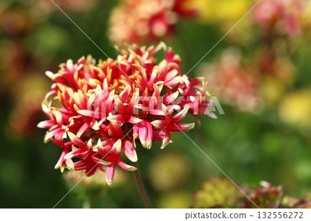 Tenguiku flower 132556272