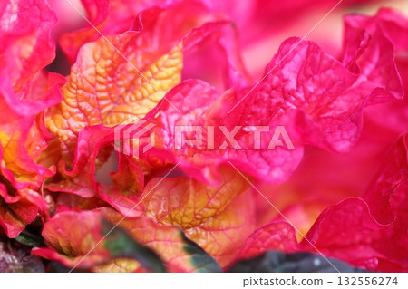 Hagiteito的葉子 Hagiteito的葉子 132556274