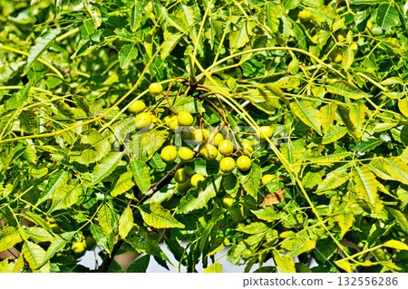 Yellow China tree fruit (autumn, October) 132556286