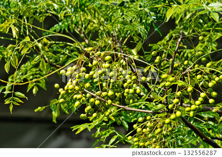 Yellow China tree fruit (autumn, October) Yellow China tree fruit (autumn, October) 132556287