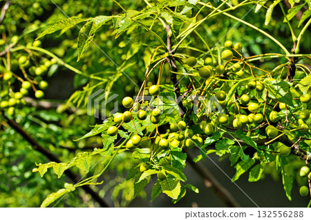Yellow China tree fruit (autumn, October) 132556288