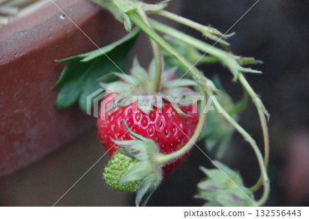 在家庭菜園的草莓 132556443
