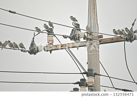 Many starlings gather on electric wires Many starlings gather on electric wires 132556471