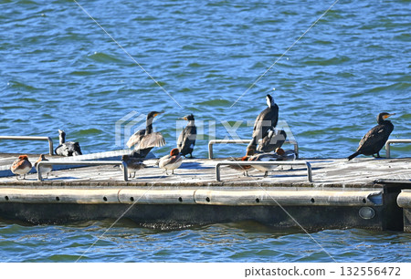 A flock of great cormorants and ducks on the pier 132556472