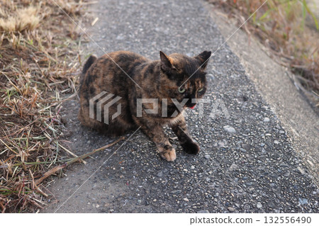 Rusty cat playing on the embankment Rusty cat playing on the embankment 132556490