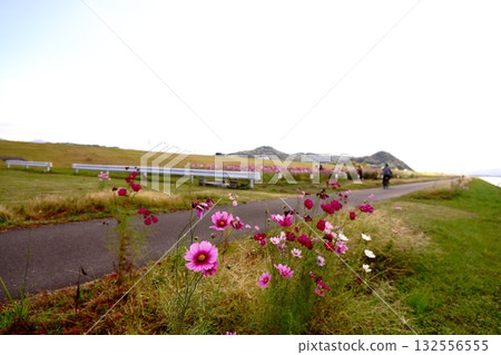 Cosmos and walking paths Cosmos and walking paths 132556555