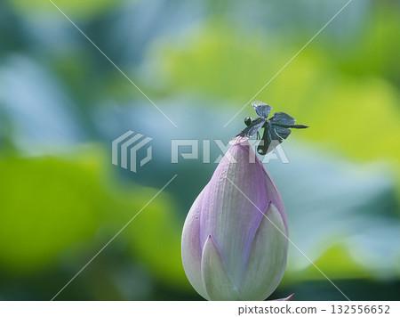 蜻蜓停在蓮花的花蕾上 蜻蜓停在蓮花的花蕾上 132556652