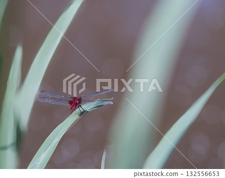 停止在葉子的紅色蜻蜓 132556653