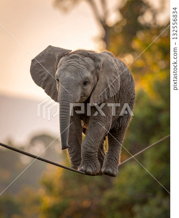 Wild elephant with big tusks illustration 132556834