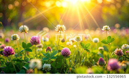 A beautiful meadow filled with colorful wildflowers like daisies and dandelions blossoms under a warm summer sky 132556965