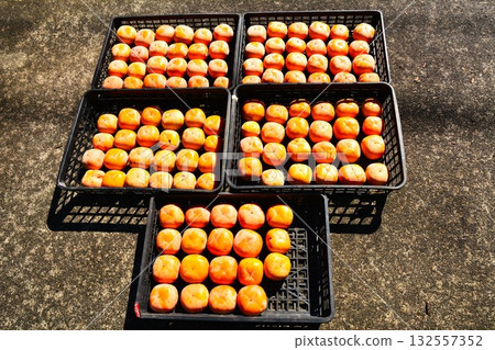 Harvested Hiratanenashi persimmons Harvested Hiratanenashi persimmons 132557352