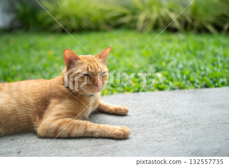 Gib ginger cat relax in  backyard  (neutered male cat) 132557735