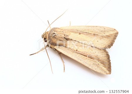 Grass white leaf Grass white leaf 132557904
