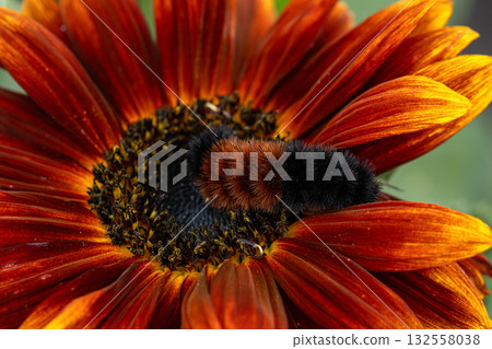 Woolly bear caterpillar is sitting on a red sunflower in autumn. Woolly bear caterpillar is sitting on a red sunflower in autumn. 132558038