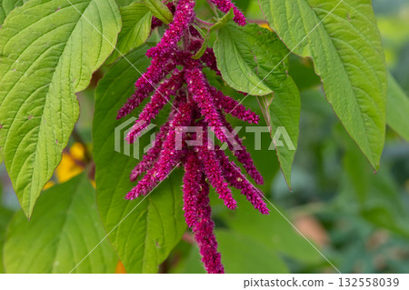Red amaranth flower with green foliage in the autumn garden. Red amaranth flower with green foliage in the autumn garden. 132558039