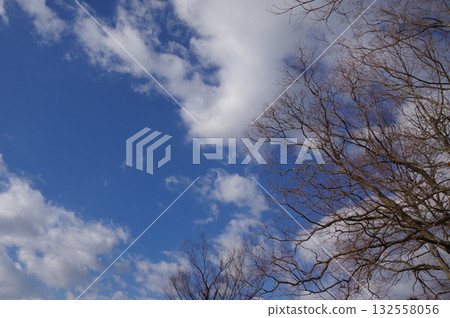 冬日的天空和枯死的樹木 冬日的天空和枯死的樹木 132558056