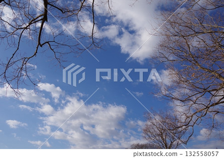 Winter sky and winter-dead trees 132558057