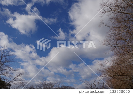 冬日的天空和枯死的樹木 132558060