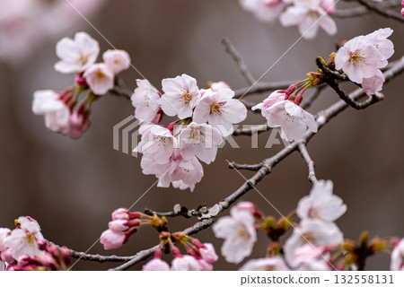 櫻花盛開 132558131