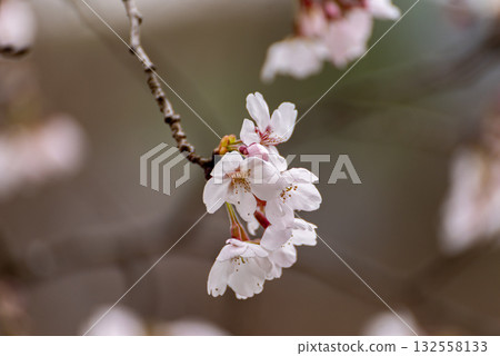Cherry tree in full bloom Cherry tree in full bloom 132558133