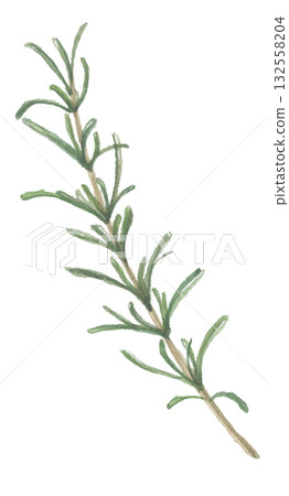 迷迭香水彩畫 132558204