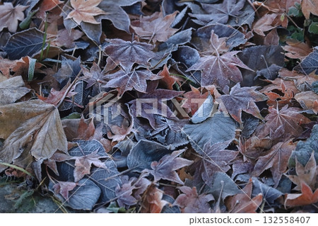 A frosty morning: Frost-covered fallen leaves and moss A frosty morning: Frost-covered fallen leaves and moss 132558407