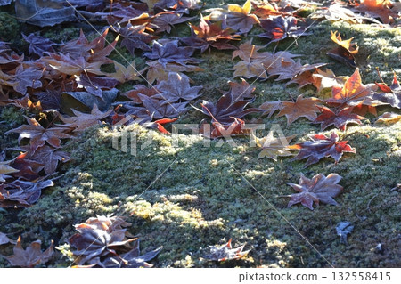A frosty morning: Frost-covered fallen leaves bathed in the morning sun 132558415