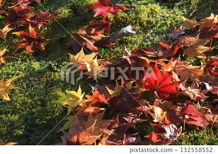 Mossy forest, fallen maple leaves illuminated by the morning sun 132558552