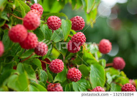 美麗的紅山茱萸果實 美麗的紅山茱萸果實 132558894