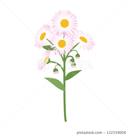 蒲公英插圖 132559008