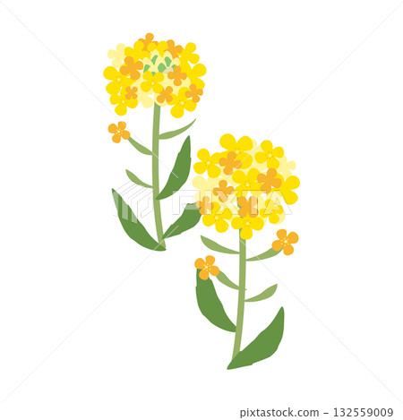 簡單的油菜花插圖 簡單的油菜花插圖 132559009