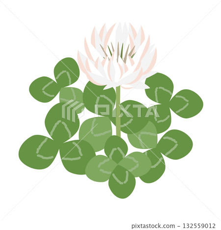 Simple white clover illustration Simple white clover illustration 132559012