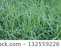 Overgrown Grass 132559226