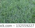 Long grass 132559227