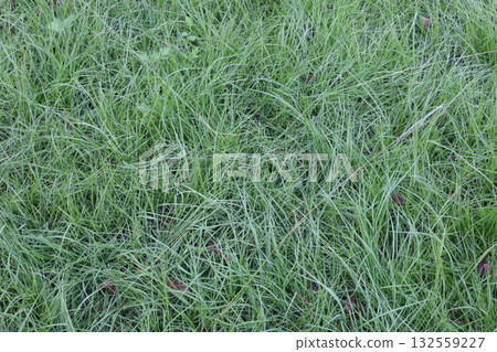 Long grass Long grass 132559227