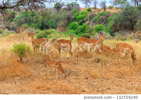 Herd of impalas (Aepyceros melampus) in Tarangire National Park, Tanzania Herd of impalas (Aepyceros melampus) in Tarangire National Park, Tanzania 132559240