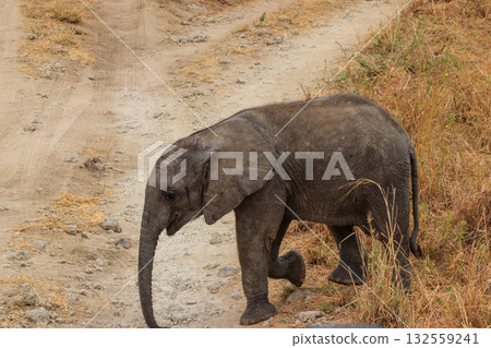 Young african elephant in Tarangire national park, Tanzania Young african elephant in Tarangire national park, Tanzania 132559241
