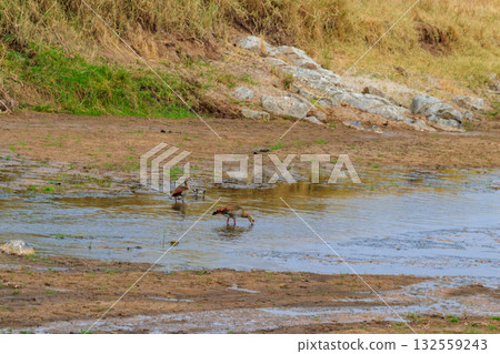 Egyptian goose (Alopochen aegyptiaca) in Tarangire National Park in Tanzania. Wildlife of Africa 132559243