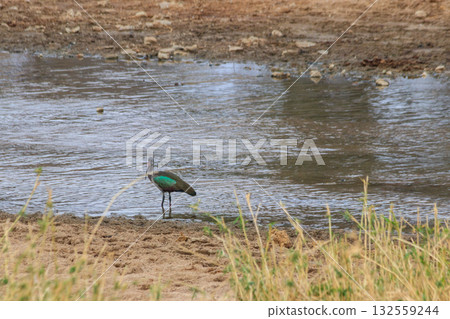 Hadeda ibis (Bostrychia hagedash) in Tarangire National Park, Tanzania Hadeda ibis (Bostrychia hagedash) in Tarangire National Park, Tanzania 132559244
