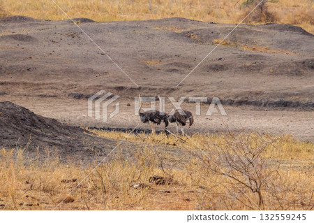Two common ostrich (Struthio camelus) females in Tarangire National Park, Tanzania 132559245